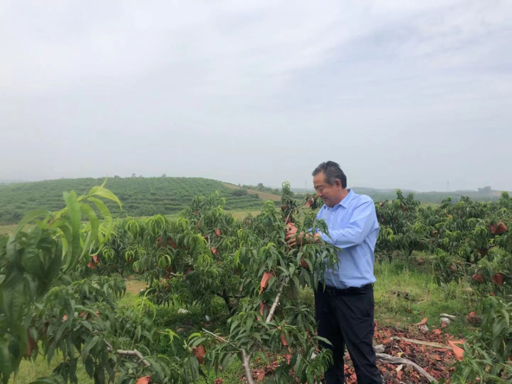 吴先林:"和农户一起每天照看着桃园,能亲手摸到这些黄金果,心里才最