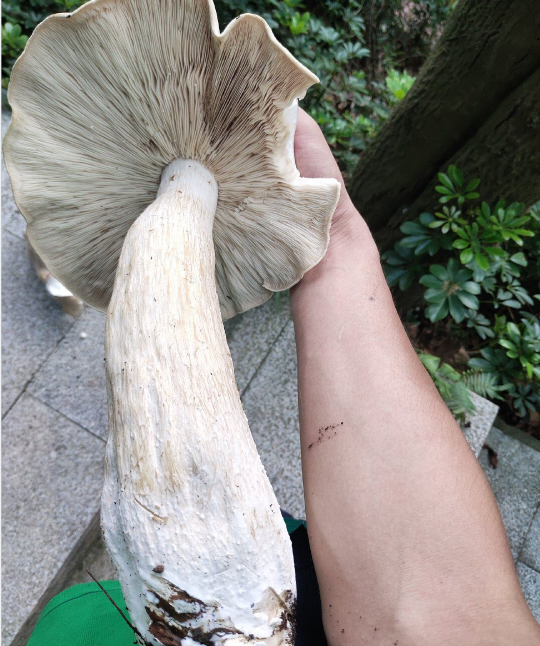 青年男子在森林发现巨型蘑菇菌子根部比手臂还粗