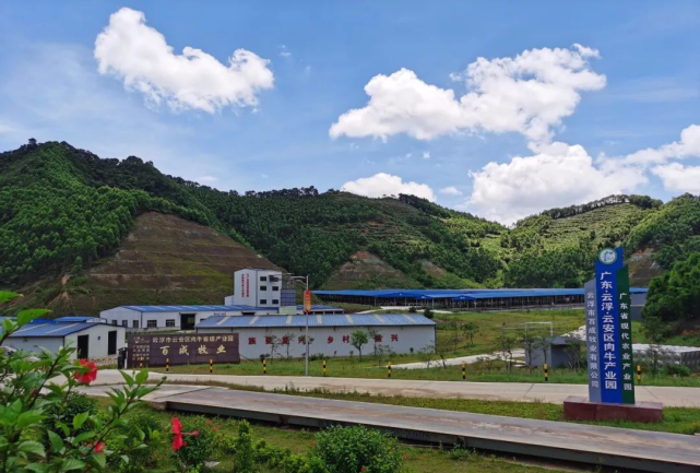 云安区学史力行助农蹚出牛路子