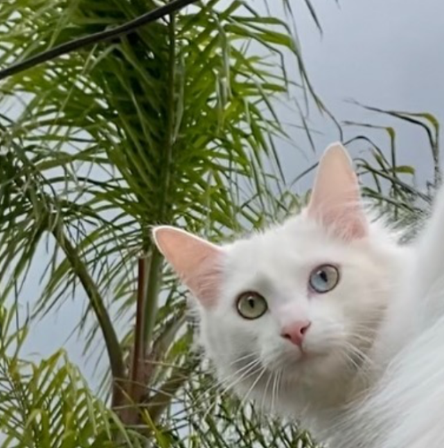 240万网友看到后要去组团偷猫!
