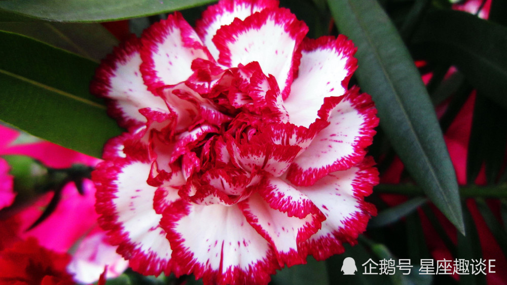 6月12日星座运势 白羊深思熟虑 天秤积极主动 射手有条不紊 腾讯新闻