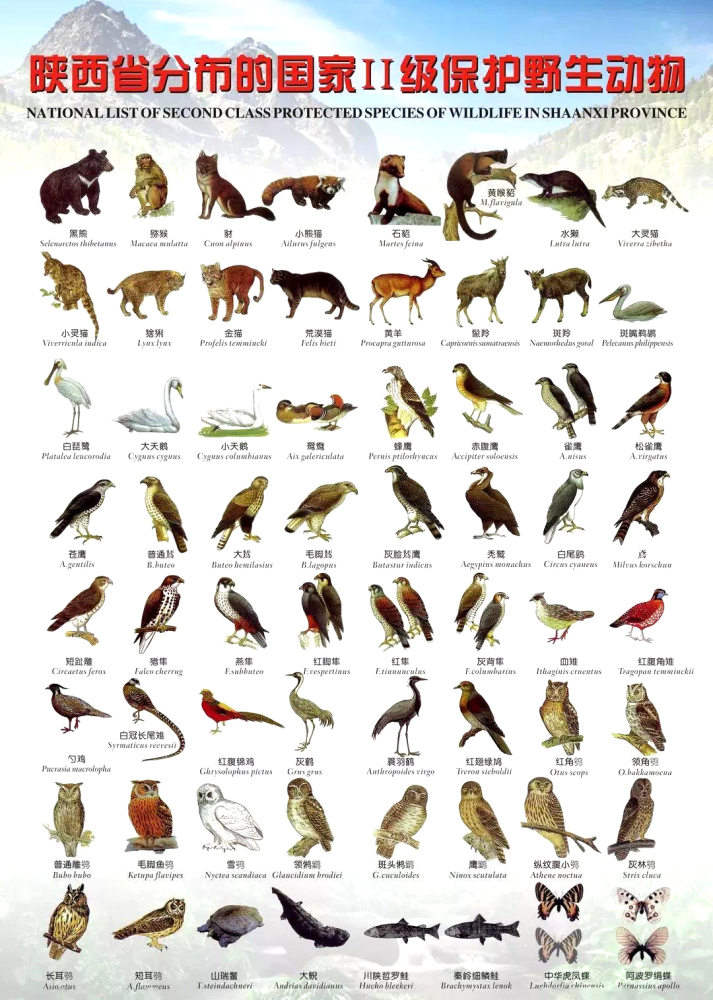 公安碑林分局东关南街派出所救助国家二级保护动物