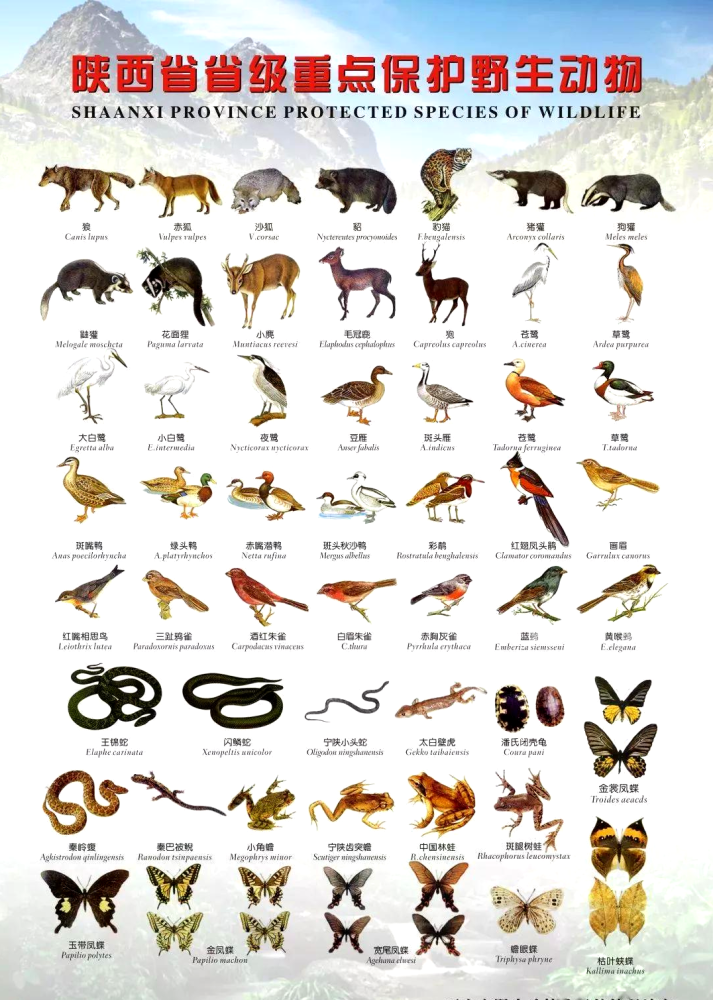 公安碑林分局东关南街派出所救助国家二级保护动物