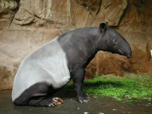 盘点世界上的另类奇特动物 竟然有动物一生不用喝水 腾讯新闻