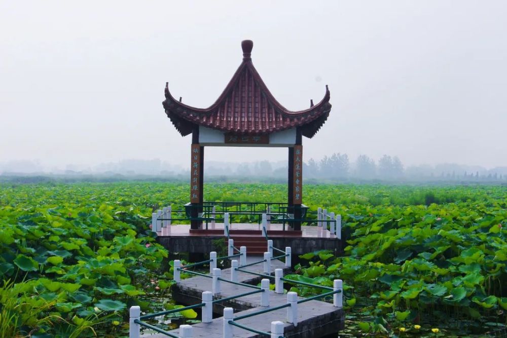 金湖荷花荡:一花开双头,珍稀并蒂莲,罕见!