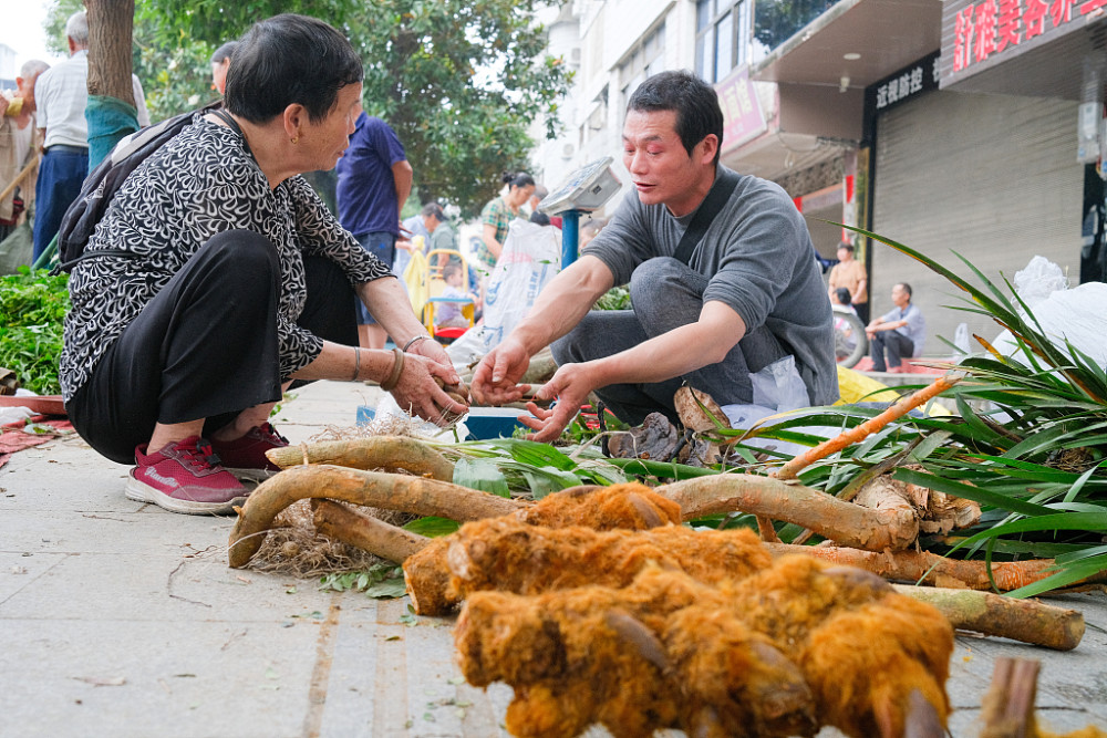 湖南永州端午至村民挖草藥銷售增收