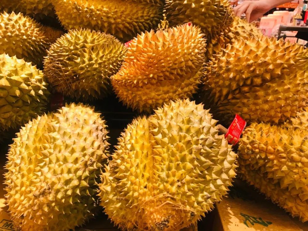 榴莲持续走俏助推中国东盟经贸往来中老双语