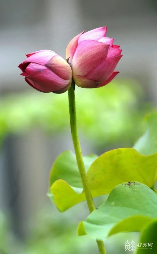 好运莲莲全民有奖寻找并蒂莲开始啦