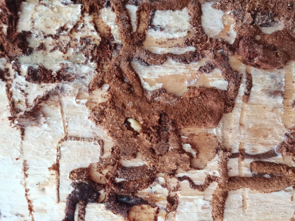 省林科院森保所到国有林场宝盖山林区调研华山松木蠹象危害情况