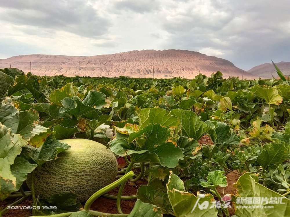 新疆联通联动10余省市联通 推广哈密瓜u 直播带货_腾讯新闻