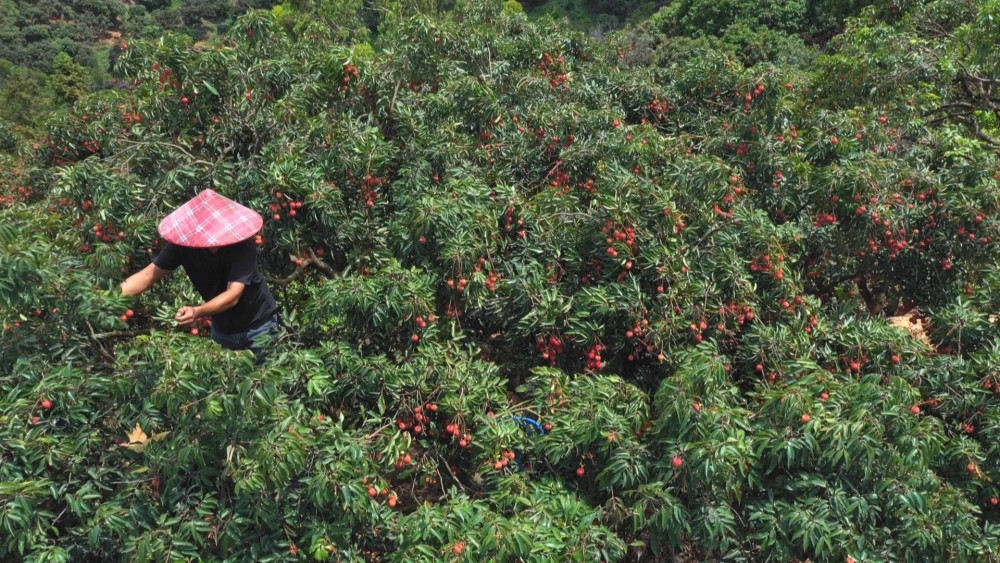 为进一步推动荔枝产业发展,增城区重拳打造省级荔枝产业园,合力推动