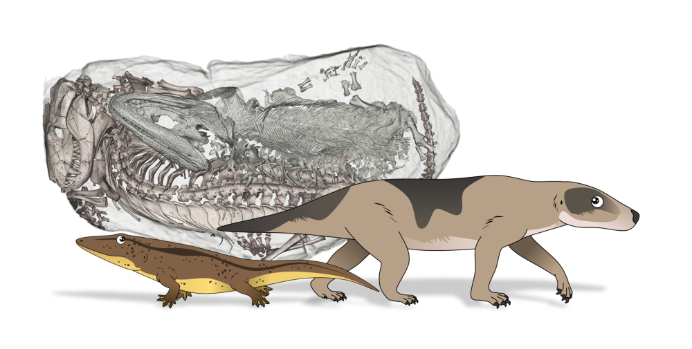 最奇怪的化石:两个室友被封印了2.5亿年,让科学家困惑40年