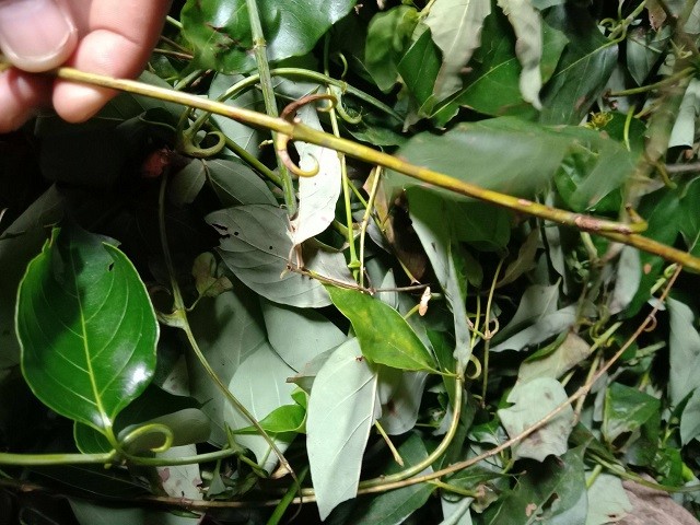 走近中药认识一下钩藤和天麻有什么不同