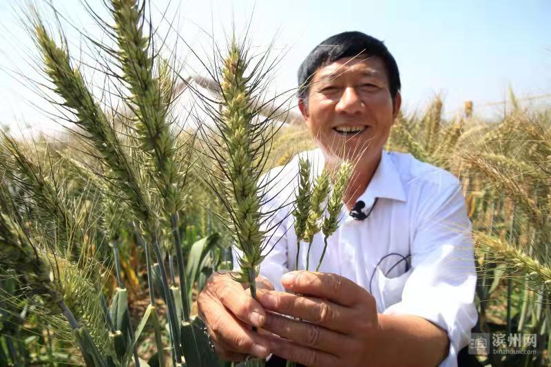 山东滨州国家农业科技园区高产小麦丰收在即亩产潜力2000斤以上