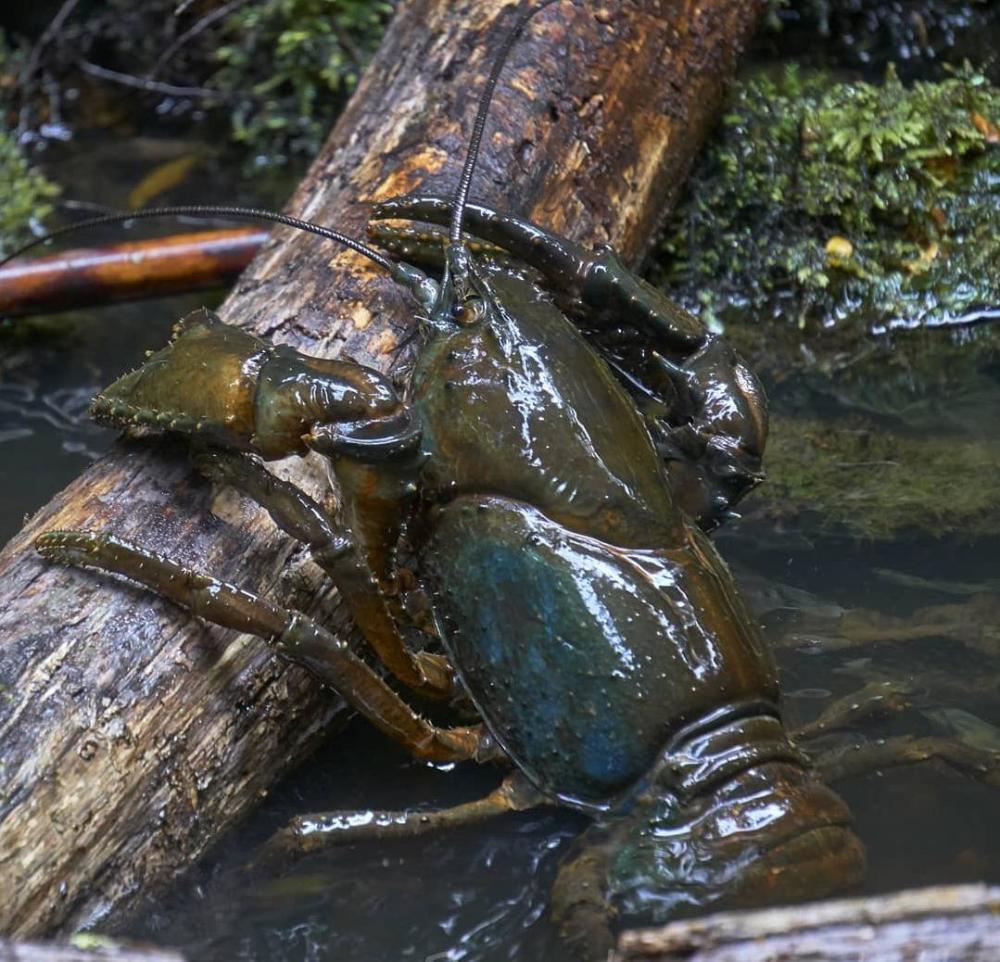 罕见的淡水龙虾澳洲巨龙虾的个头那可不是盖的