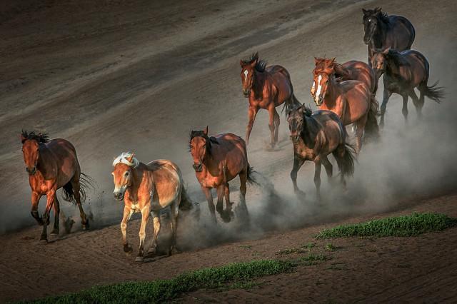 八骏图指的是哪八匹马