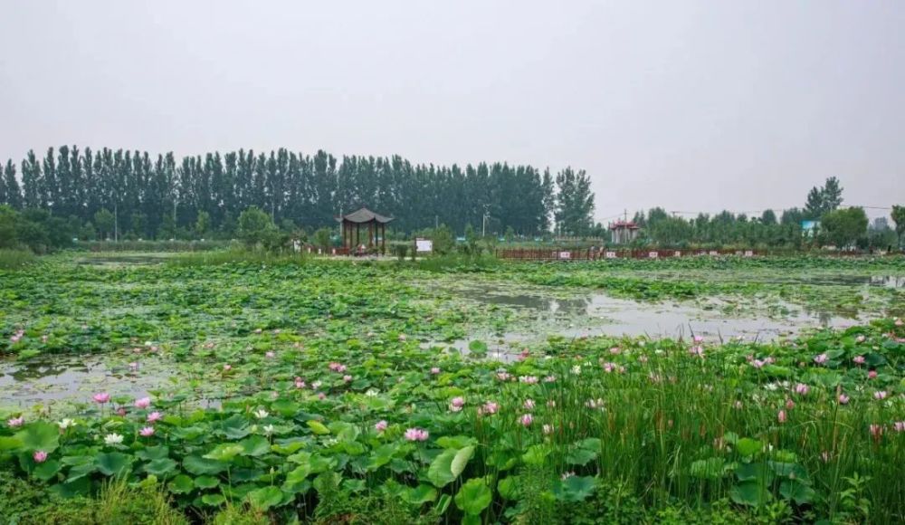 莲叶田田 翻开漯河的夏天 舞阳县莲花镇湿地公园 那一方方荷塘里 荷花