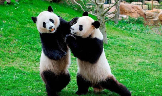 国宝大熊猫图片全身照图片