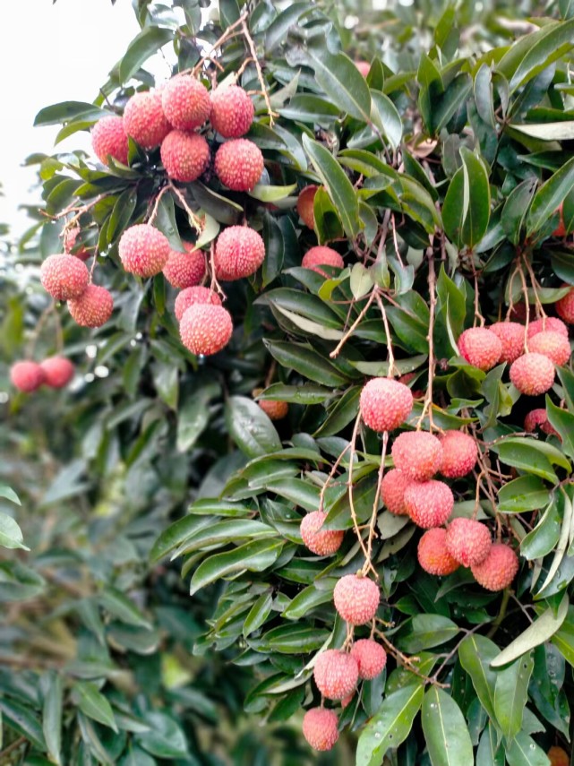 古代南方荔枝如何运到北方给杨贵妃吃的