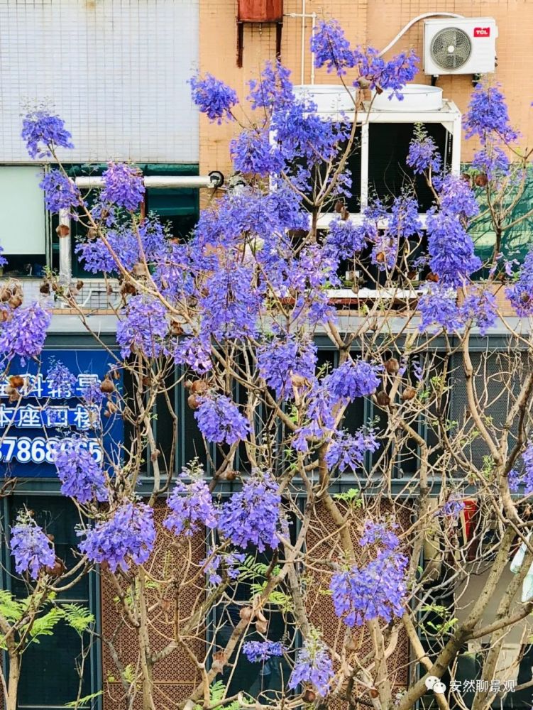 大v推荐 大根路 我眼中迷人的花路 腾讯新闻