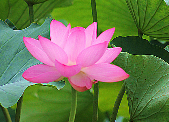 6月12日开始 4属相吉星高照 前途光明 日子顺心如意 腾讯新闻