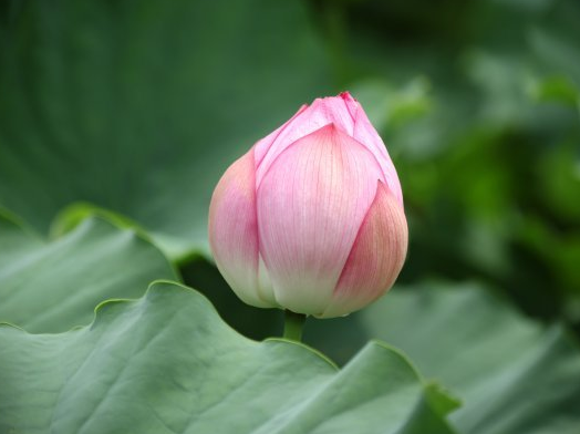 6月12日开始 喜鹊登门报喜 4属相抓住好运 接财接福 日子红火 腾讯新闻