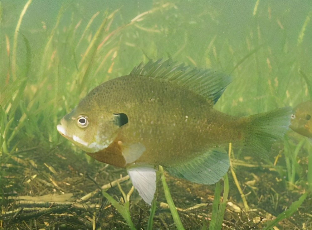 太阳鱼:美国送的礼物,把日本坑惨了,入侵四川,吃货能解决吗?