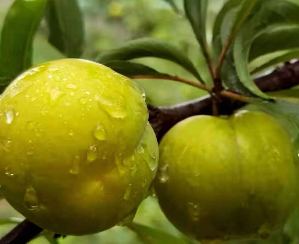 当季|极品李子何处有61贵州镇宁走一走!_腾讯新闻