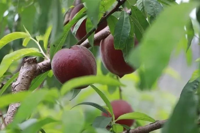 水灵灵甜蜜蜜快去井研摘果尝鲜吧