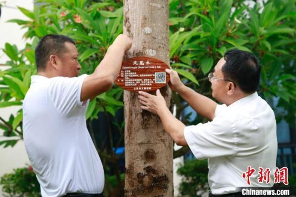 西沙群岛植物有了 身份证 现有记录种类达500余种 腾讯新闻