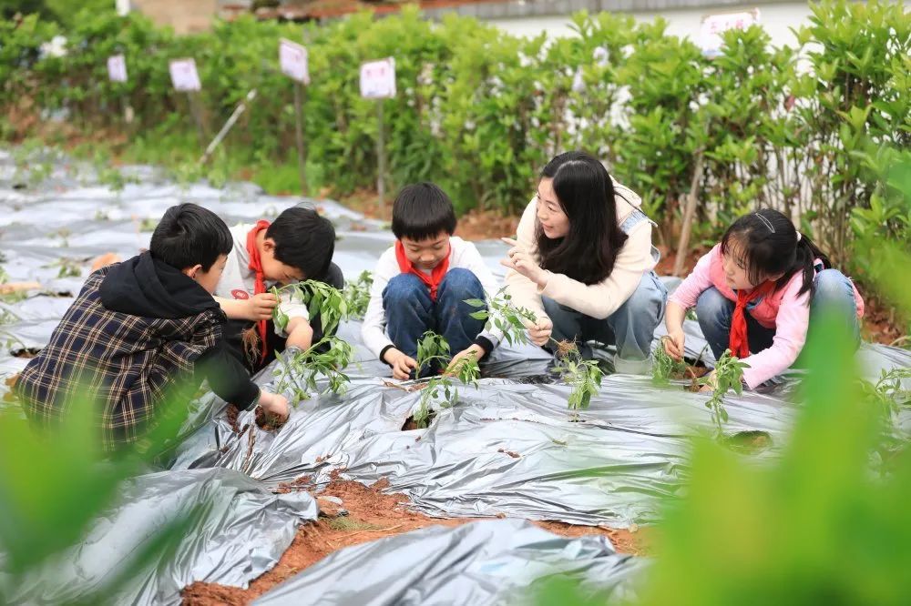 "今天你种地了吗?"这所小学有自己的"开心农场"!_腾讯新闻