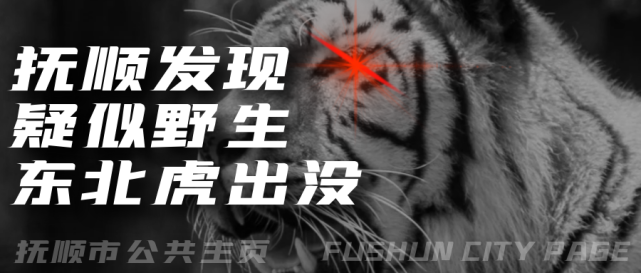 新宾满族自治县永陵镇政府发布通知:有人在永陵镇四道沟山里听到老虎