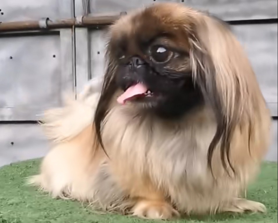 这些年我见过的自尊心最强的本土狗京巴犬