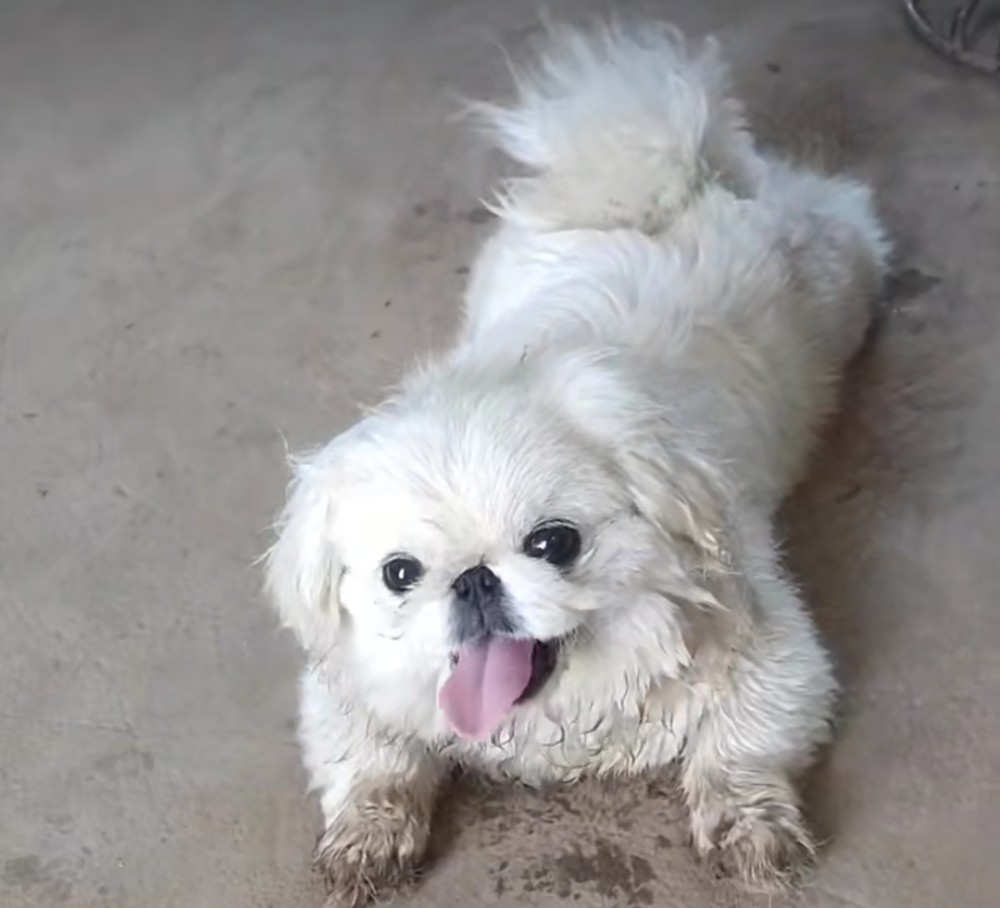 这些年我见过的自尊心最强的本土狗京巴犬