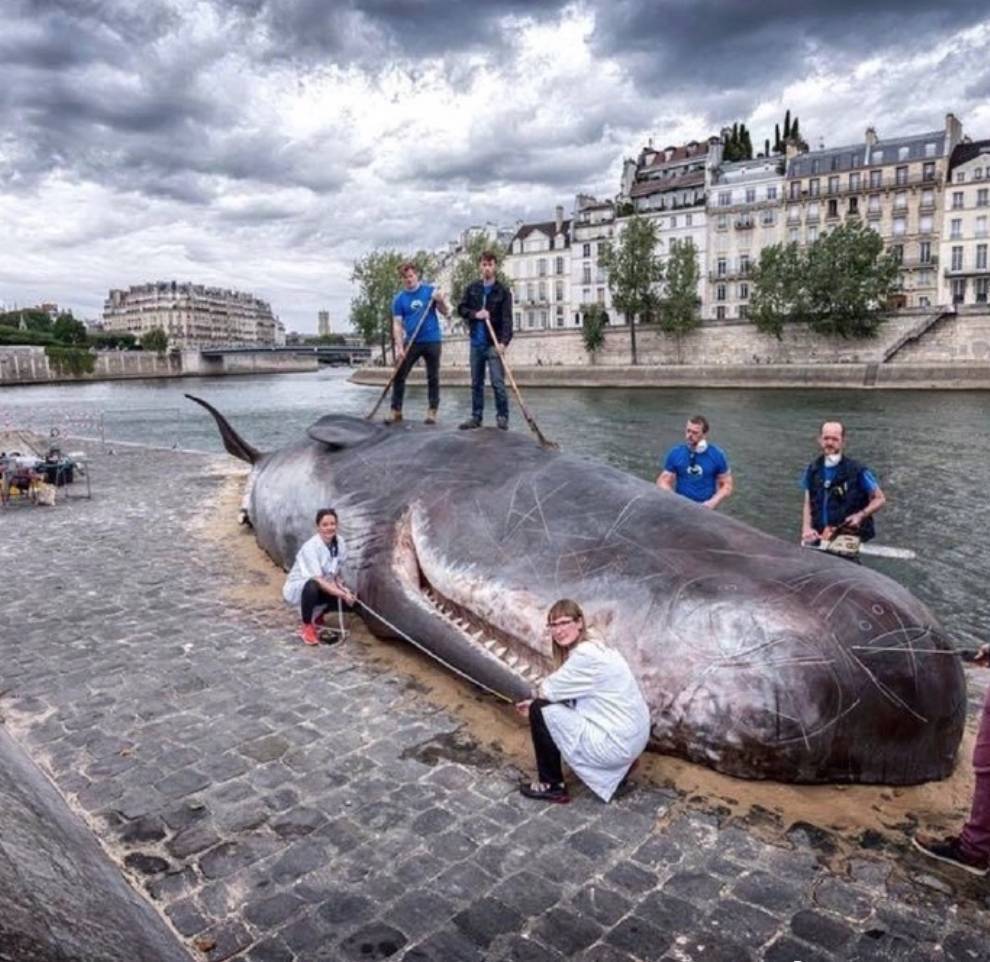 咄咄怪事,美国潜水员鲸口余生,卡咽喉60秒被吐出,鲸鱼吃人吗?