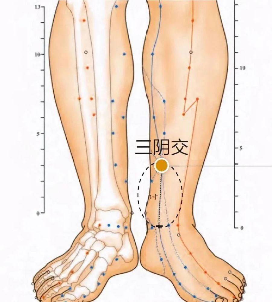 三阴交在小腿内侧,当足内踝尖上3寸,胫骨内侧缘后方.