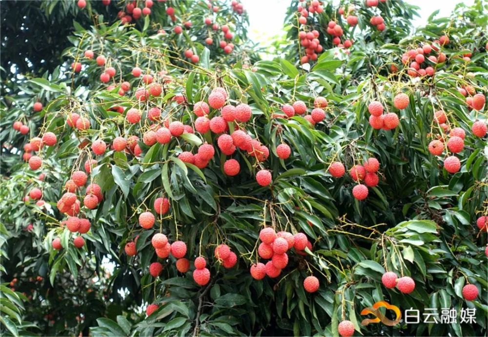 桂味糯米糍淮枝白云靓荔枝陆续上市清甜好滋味快来尝