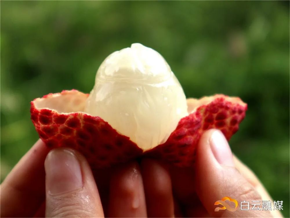 桂味糯米糍淮枝白云靓荔枝陆续上市清甜好滋味快来尝