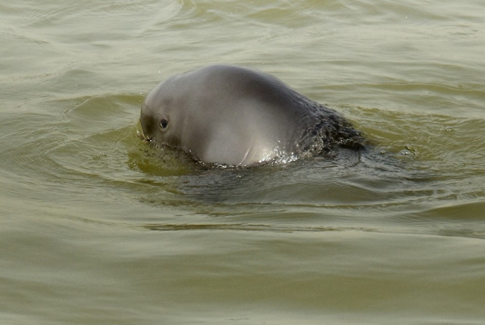 长江禁捕好消息南京段出现5头江豚两头幼崽6月产崽很罕见