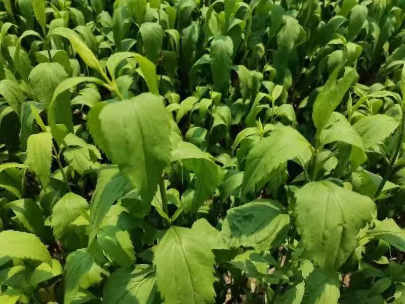 伤力草打鸡蛋,你知道商丘这个端午习俗吗?