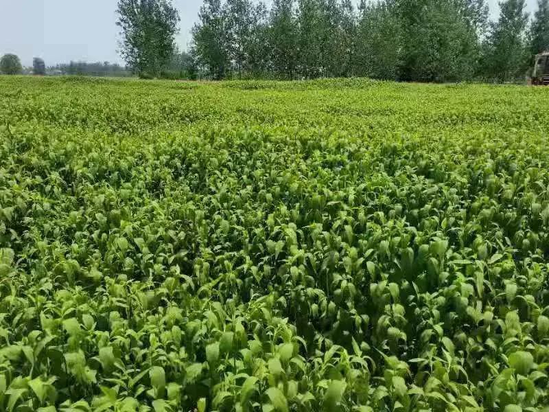 伤力草打鸡蛋,你知道商丘这个端午习俗吗?_腾讯新闻