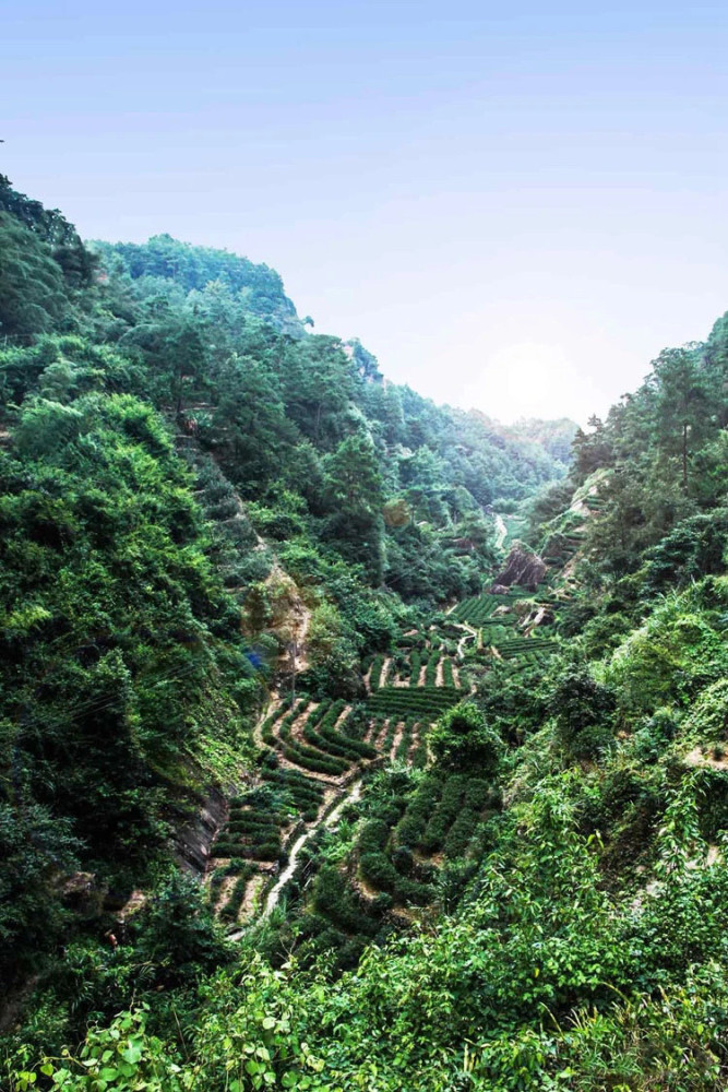 独具山涧间深厚气韵的牛栏坑肉桂