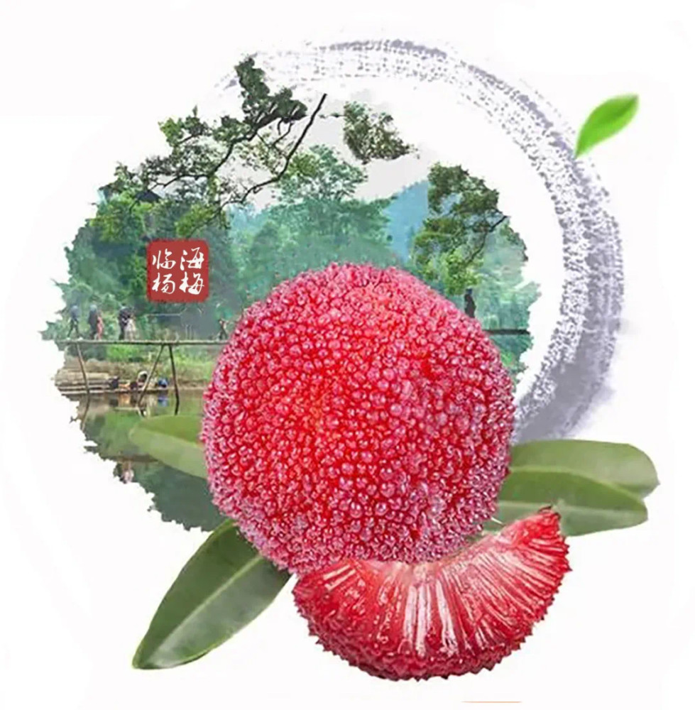 临海白水洋东魁杨梅新鲜上市!酸酸甜甜等你来品尝