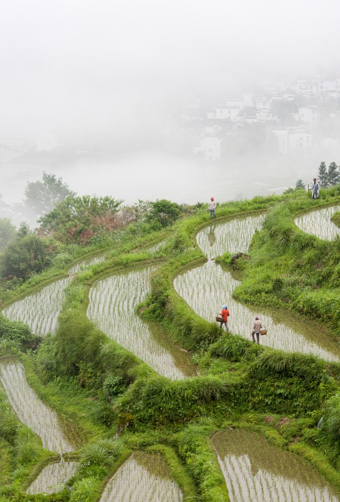 江西婺源江岭梯田美如画