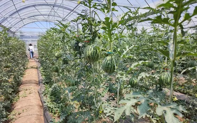 因为施用了农用酵素,今年的西瓜倍儿甜,采摘期可持续至7月!
