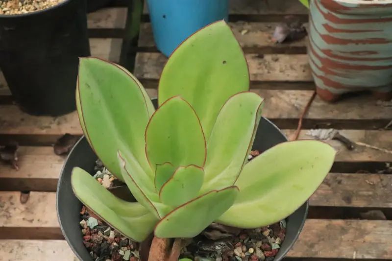 "卢浮宫" 景天科拟石莲花属多肉植物,中大型品种,易养护