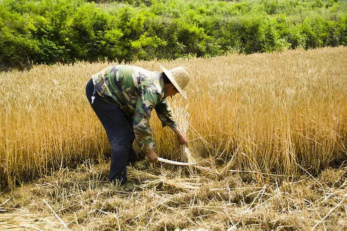 为了环保,自然没啥说的,但是用在收割粮食上这劲是不是有些使歪了?