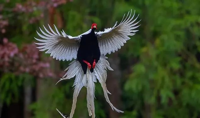 黄岐山惊现广东省鸟山凤凰您见过吗