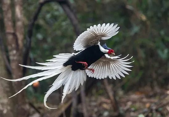 黄岐山惊现广东省鸟山凤凰您见过吗