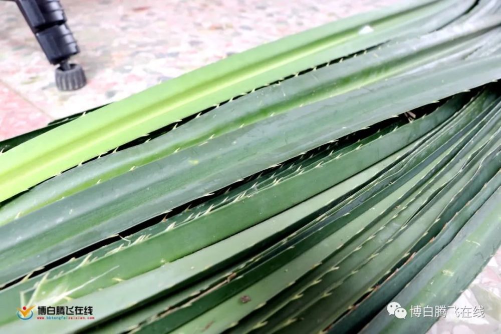 博白粽子年年有今年不一样快看